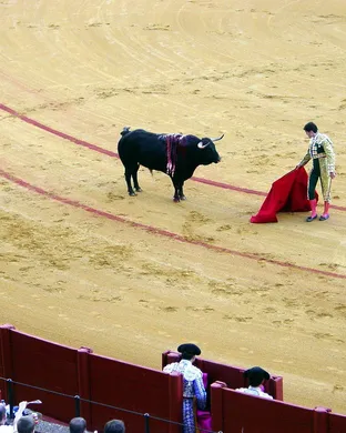 Bullfighting Ogden
